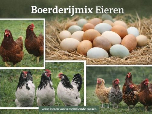 Boerderijmix broedeieren