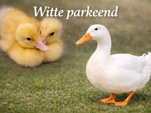 Witte parkeend (Pekingeend) broedeieren