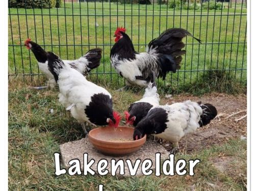 Lakenvelder hoen broedeieren (bedreigd Nederlands ras)