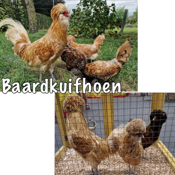 Baardkuifhoen broedeieren (bedreigd Nederlands ras)