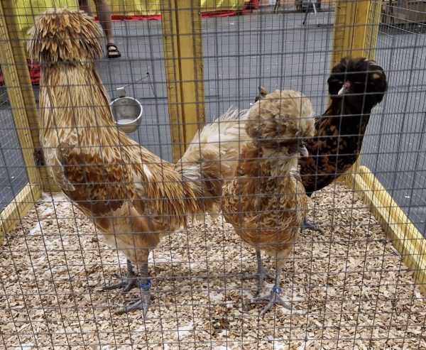 Baardkuifhoen broedeieren (bedreigd Nederlands ras) - Afbeelding 2