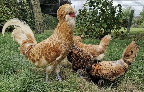 Baardkuifhoen broedeieren (bedreigd Nederlands ras) - Afbeelding 3