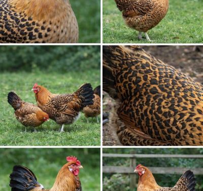 Assendelfts hoen broedeieren (bedreigd Nederlands ras)