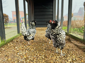 Uilebaard broedeieren (bedreigd Nederlands ras)