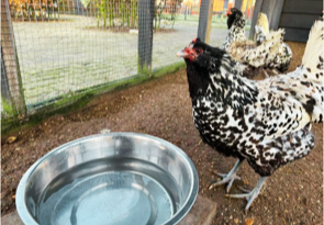 Uilebaard broedeieren (bedreigd Nederlands ras) - Afbeelding 4