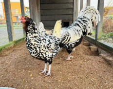 Uilebaard broedeieren (bedreigd Nederlands ras) - Afbeelding 5