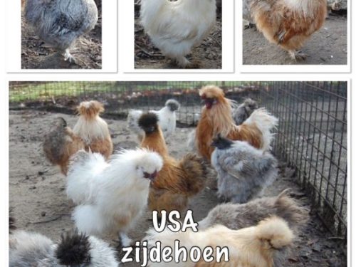 USA zijdehoen kleurslagmix broedeieren